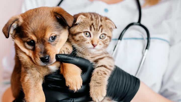 Veterinary Clinic Châteauguay